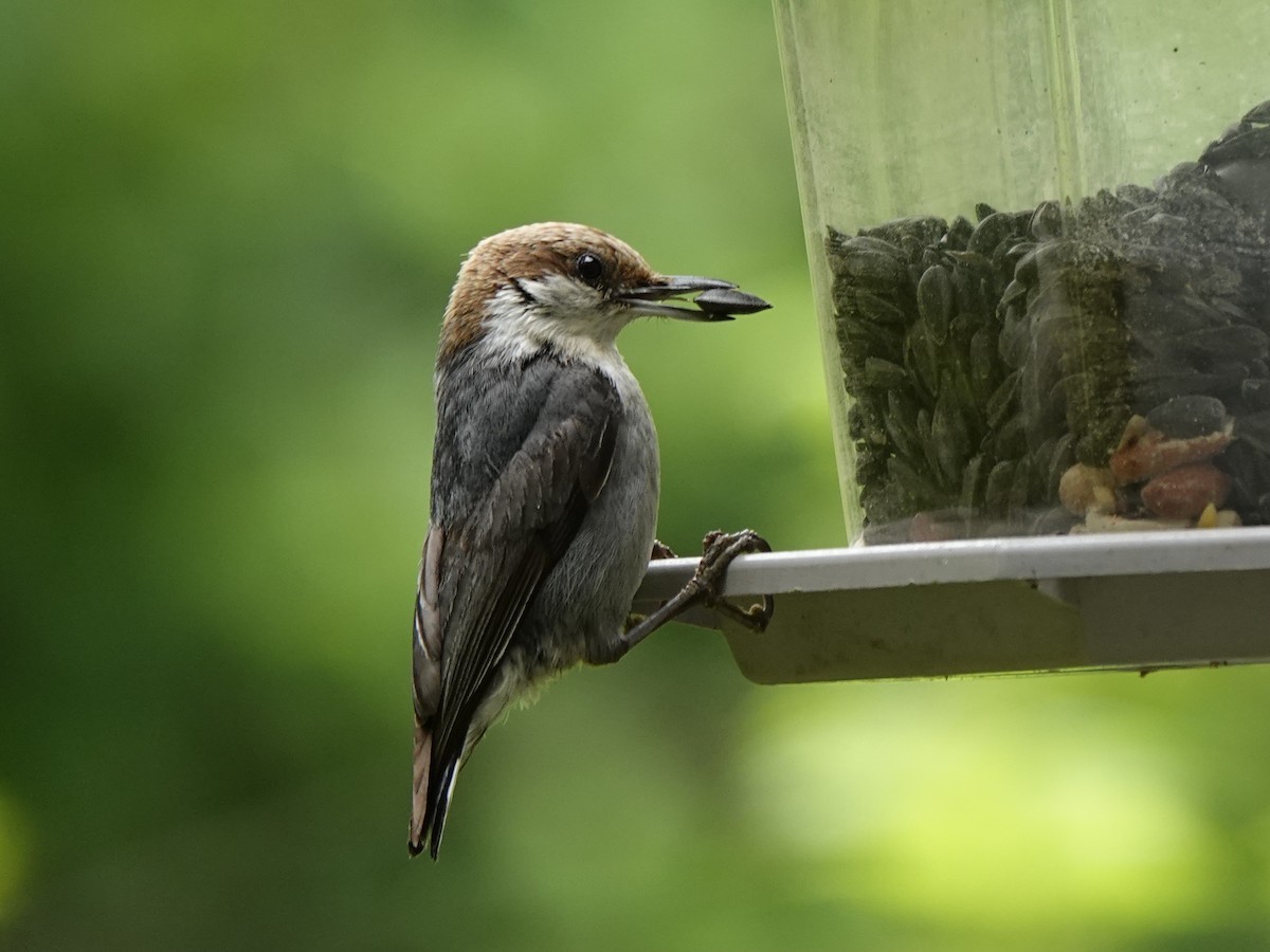 Brown-headed Nuthatch - ML640229407