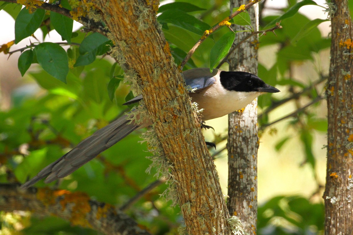 Iberian Magpie - ML640229462
