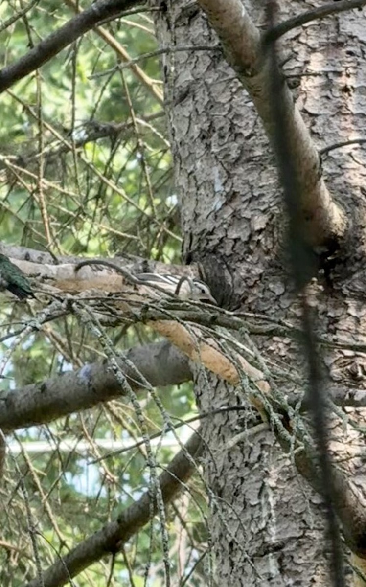 Black-and-white Warbler - ML640229520