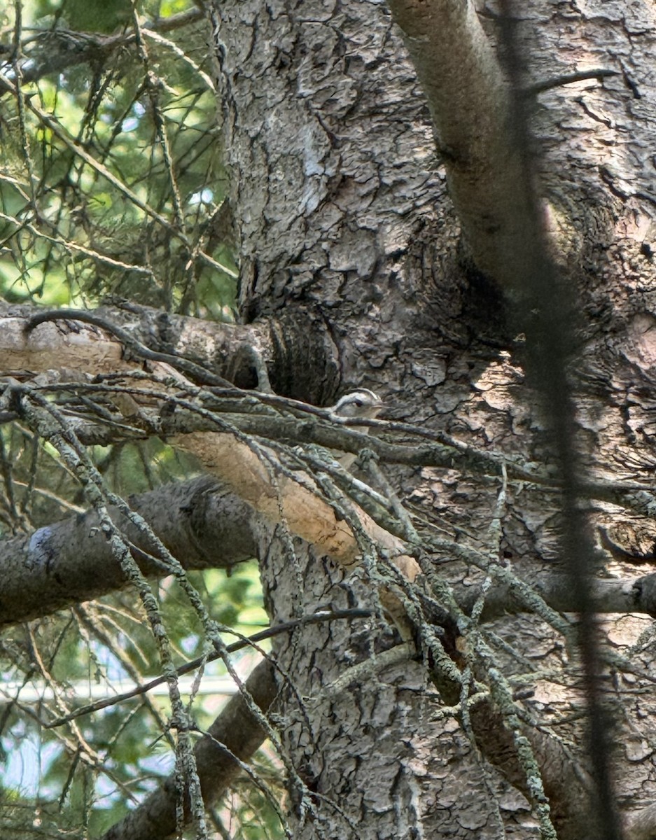 Black-and-white Warbler - ML640229525
