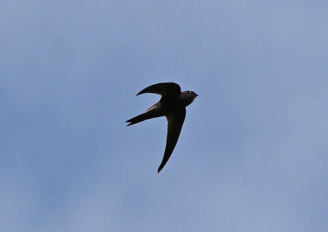 Vencejo Unicolor - ML640229532