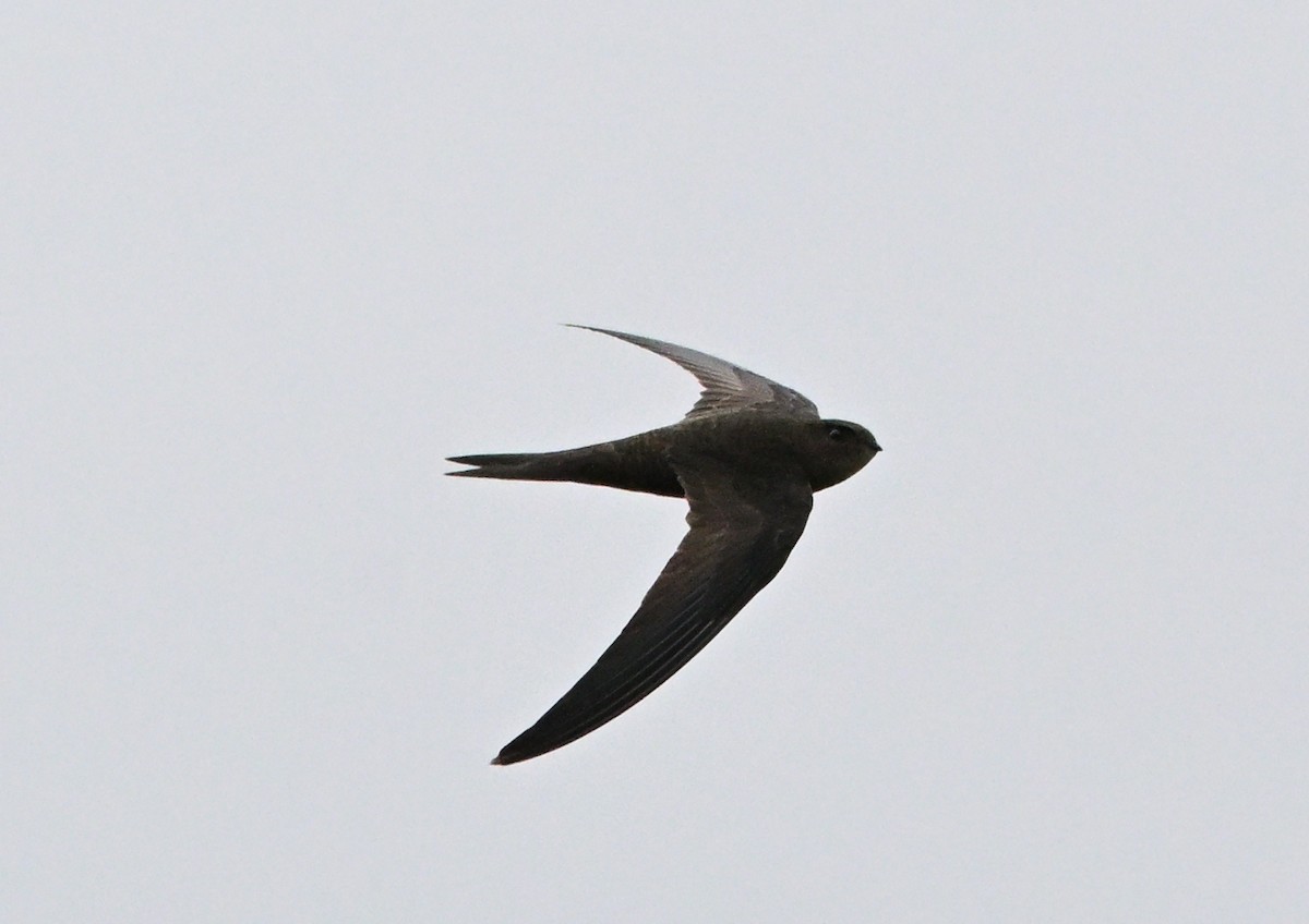 Vencejo Unicolor - ML640229534