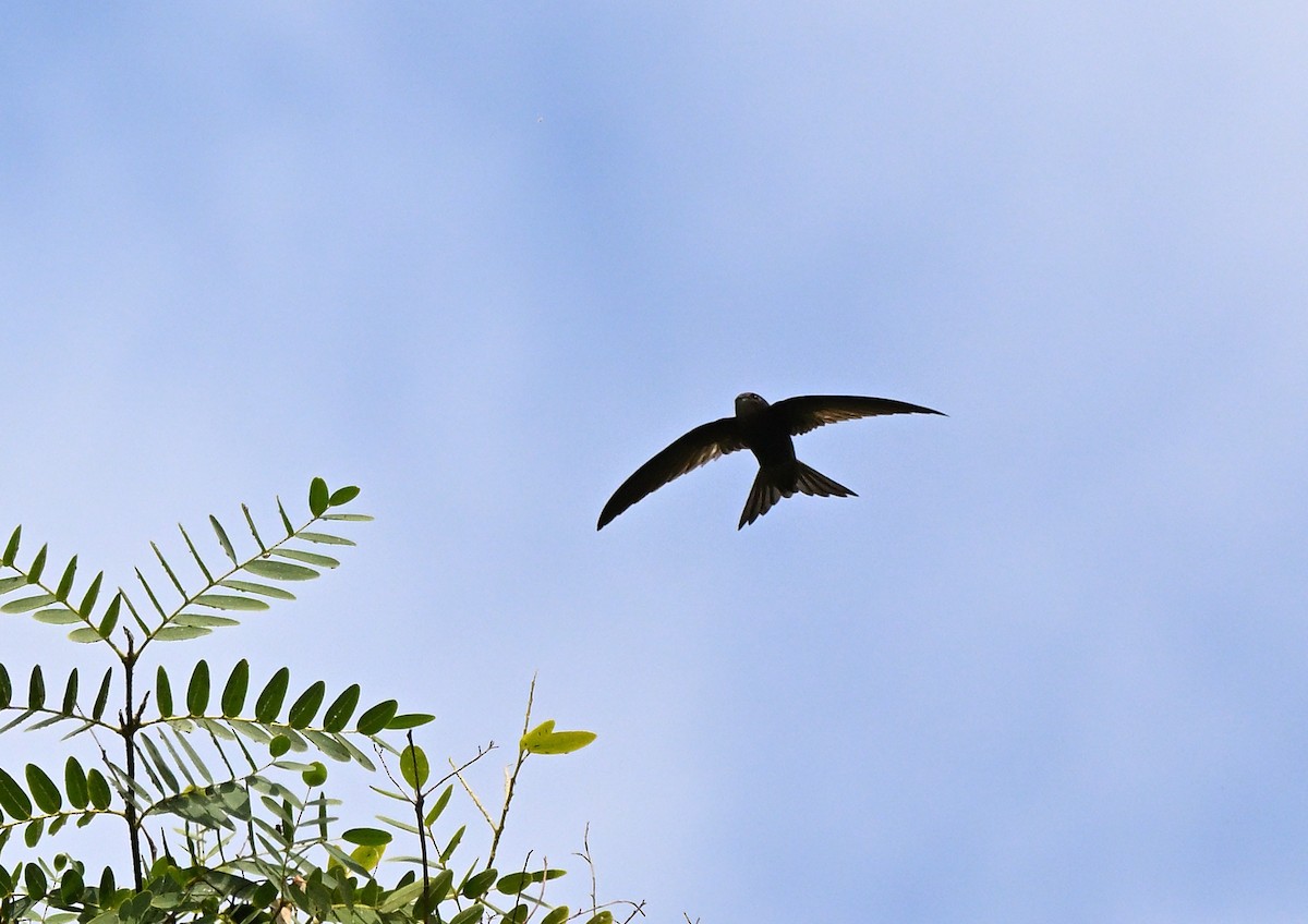 Vencejo Unicolor - ML640229536