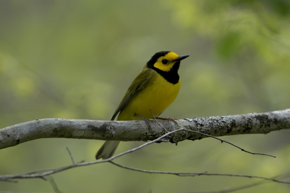 Hooded Warbler - ML640229547