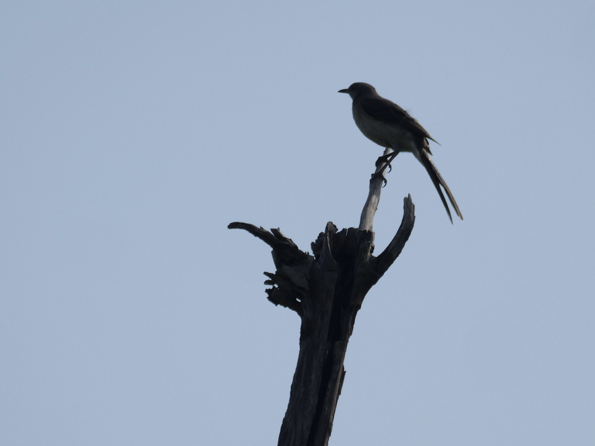 Northern Mockingbird - ML640229627