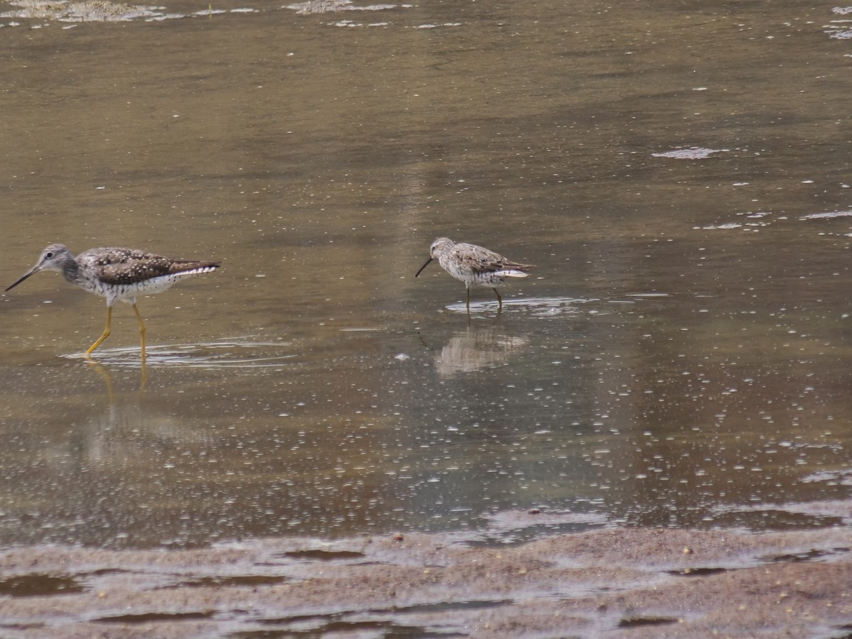 Stilt Sandpiper - ML640229704