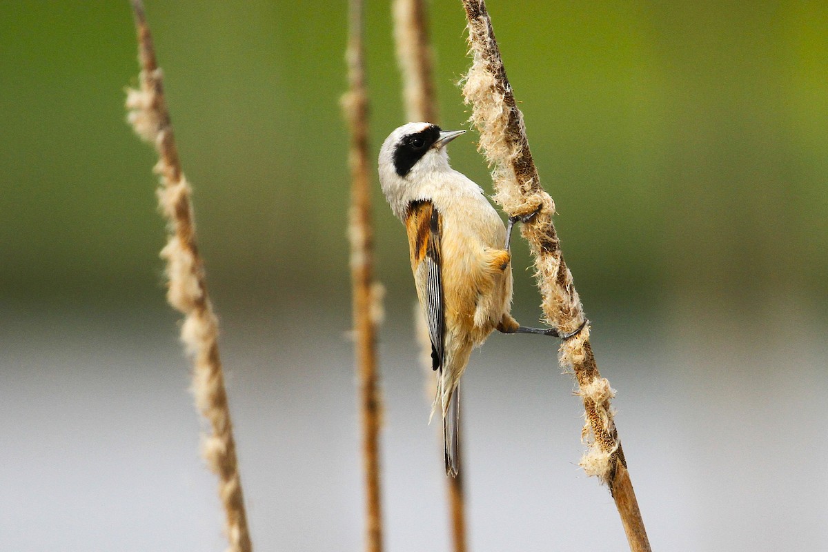 Eurasian Penduline-Tit - ML640229755