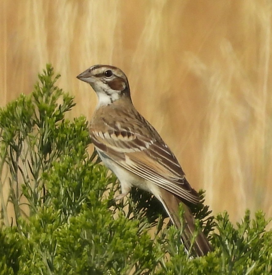 Lark Sparrow - ML640229779