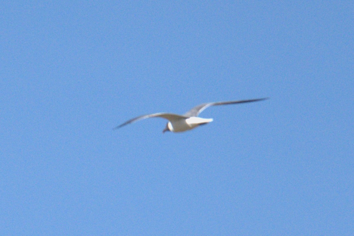 Laughing Gull - ML640229822
