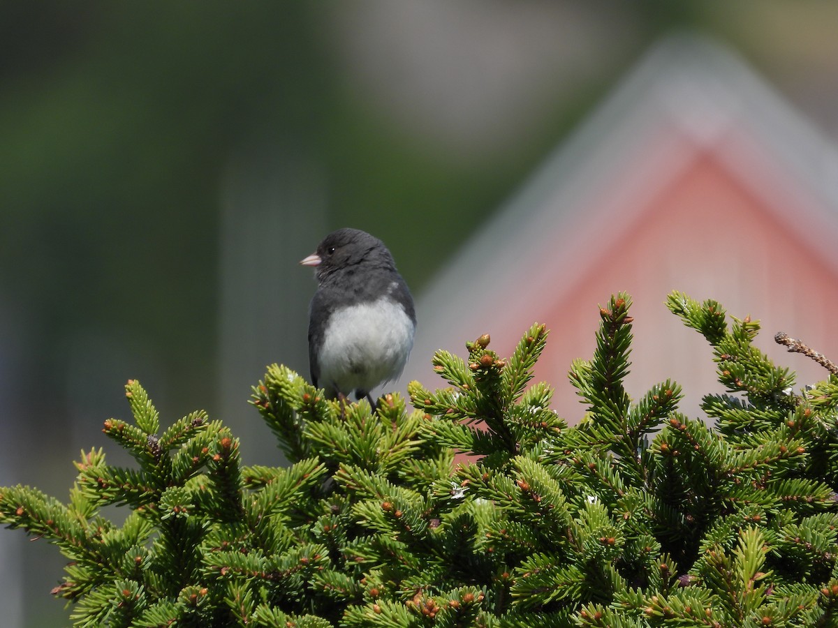 Winterammer (hyemalis/carolinensis) - ML640229863