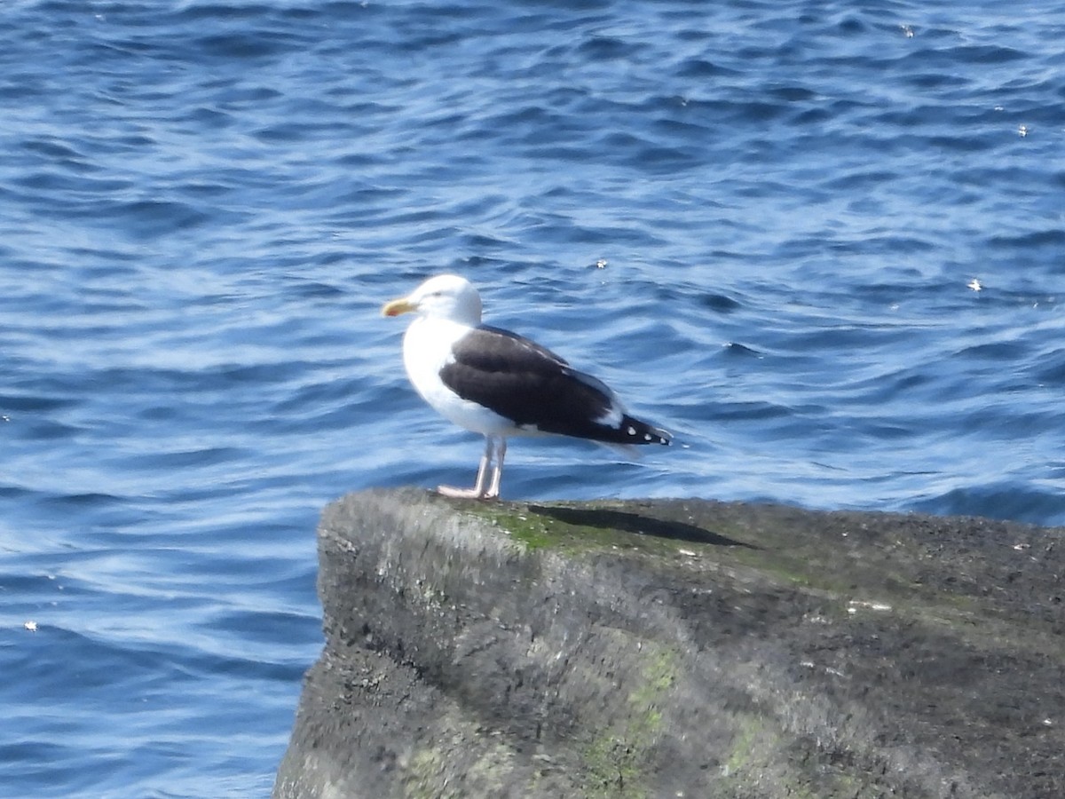 Mantelmöwe - ML640229952