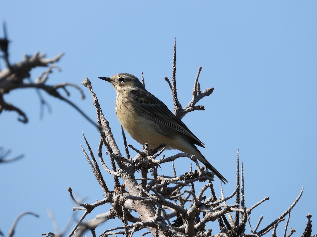 American Pipit - ML640229993