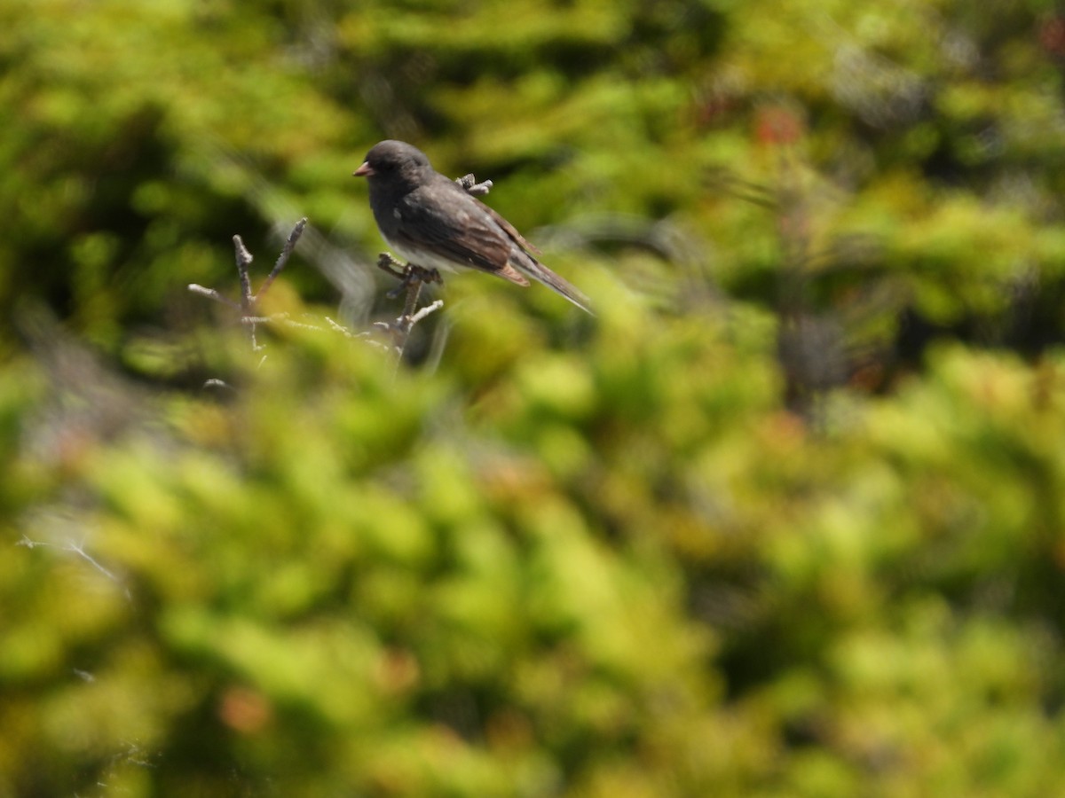 Winterammer (hyemalis/carolinensis) - ML640230000