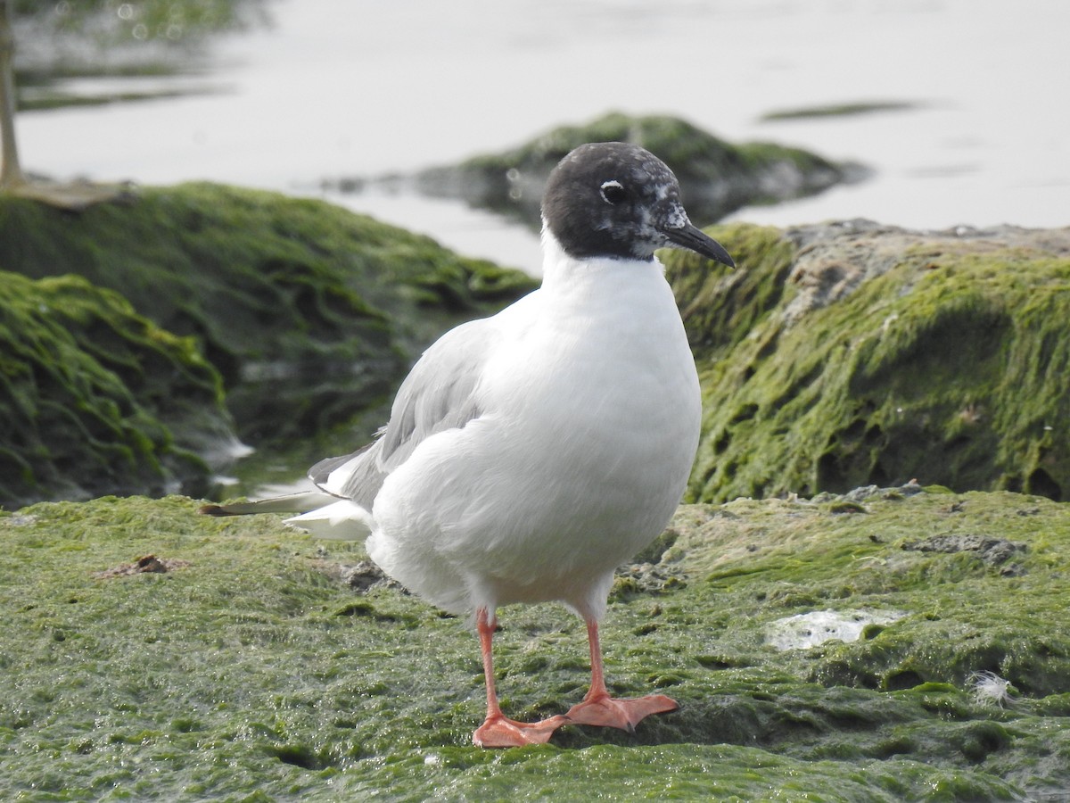 Bonaparte's Gull - ML640230069