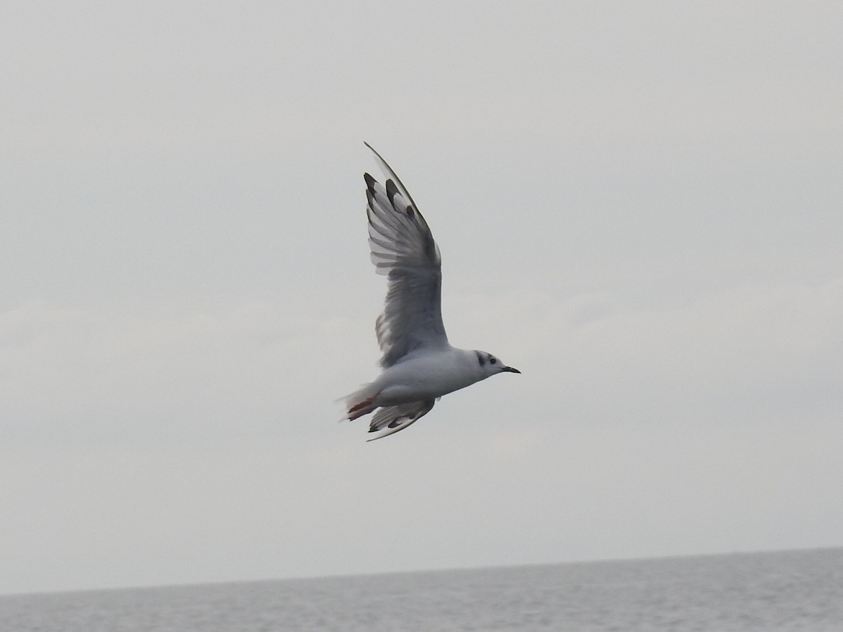 Bonaparte's Gull - ML640230073