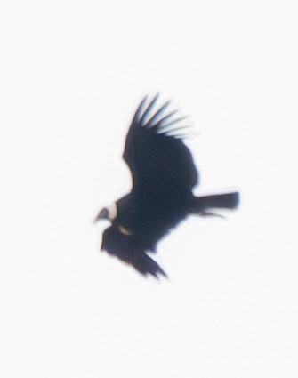 Condor des Andes - ML640230097