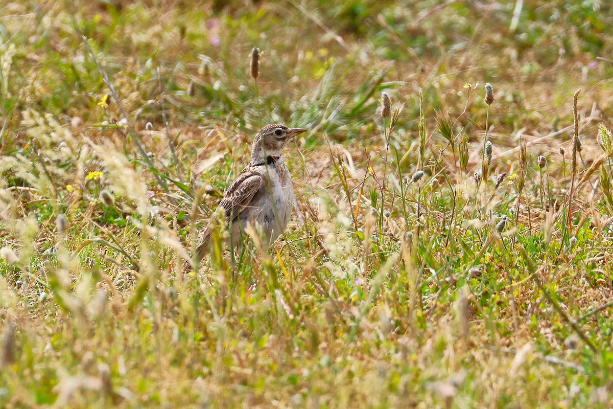 Calandra Lark - ML640230139