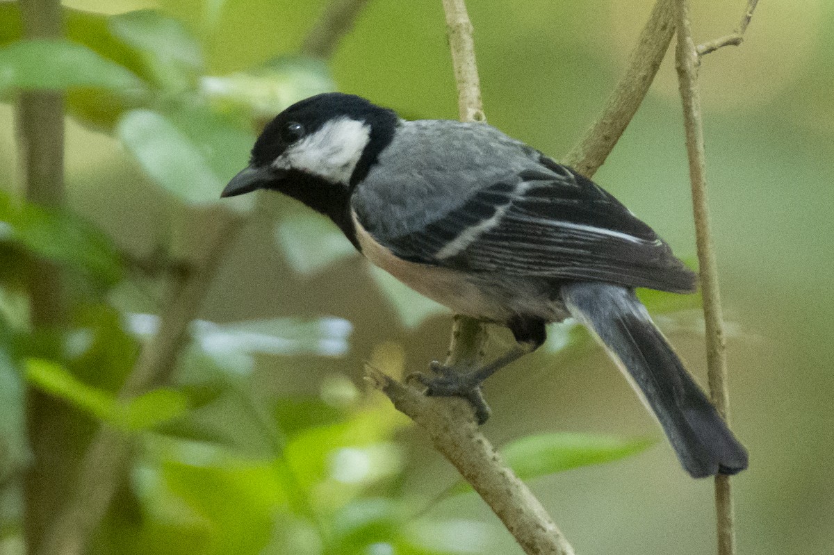 Carbonero Oriental (India) - ML640230156