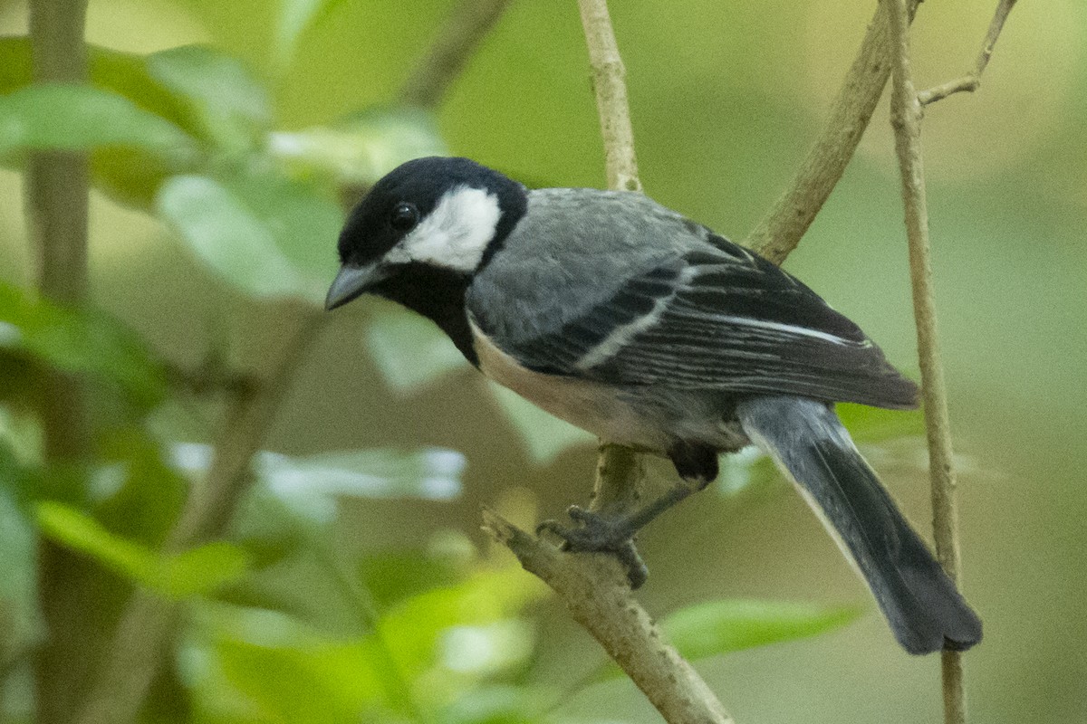 Carbonero Oriental (India) - ML640230157