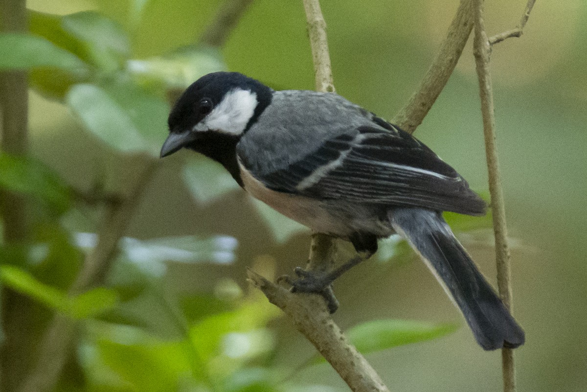 Carbonero Oriental (India) - ML640230158