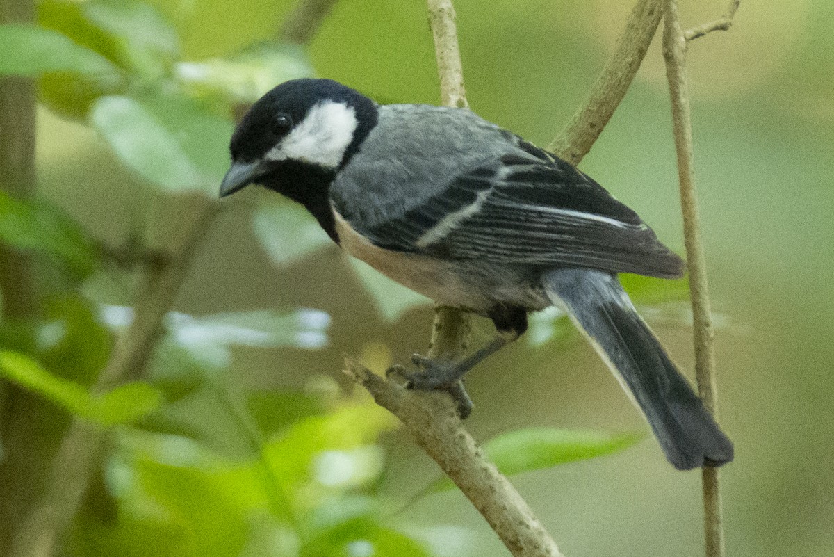 Carbonero Oriental (India) - ML640230159