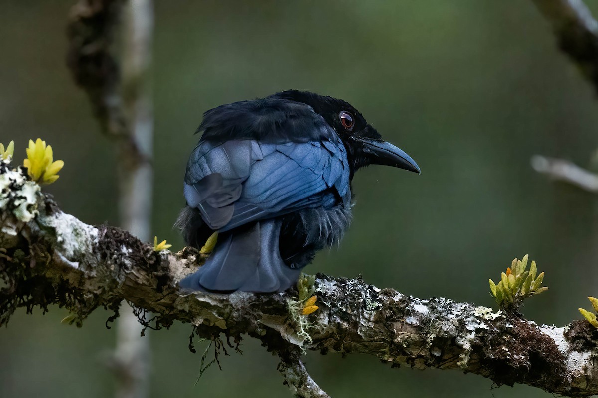 カンムリオウチュウ（borneensis） - ML640230184