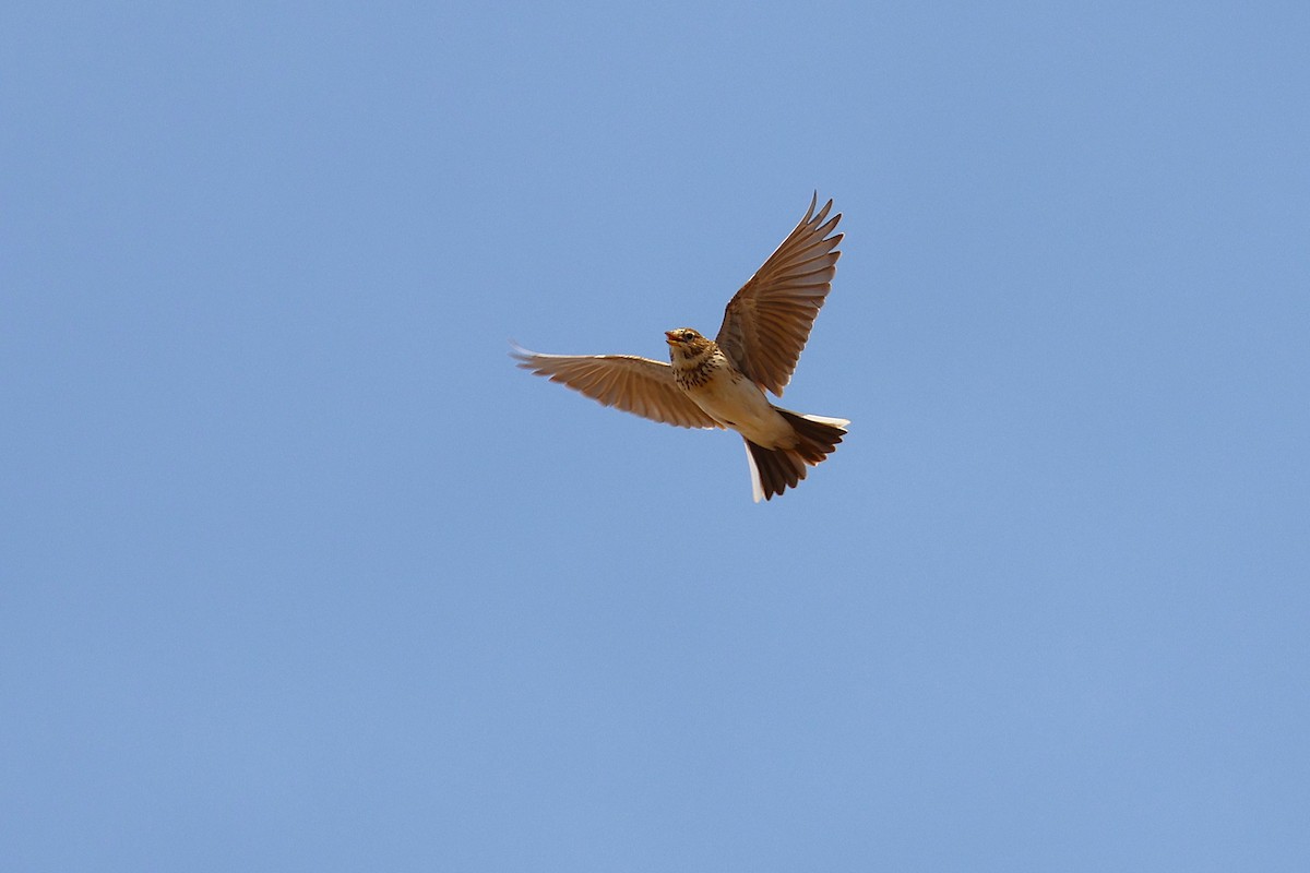 Mediterranean Short-toed Lark - ML640230269