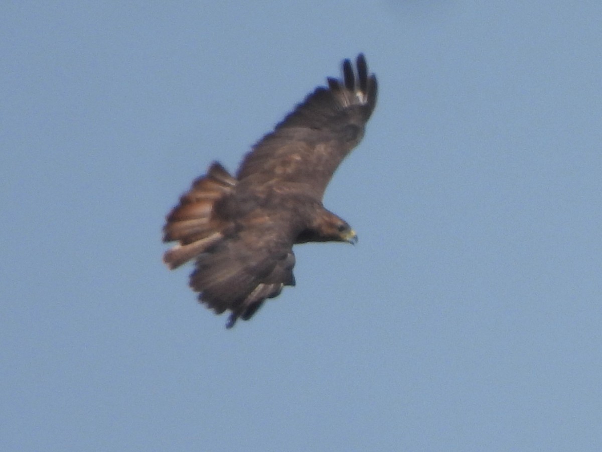 Common Buzzard (Western) - ML640230302
