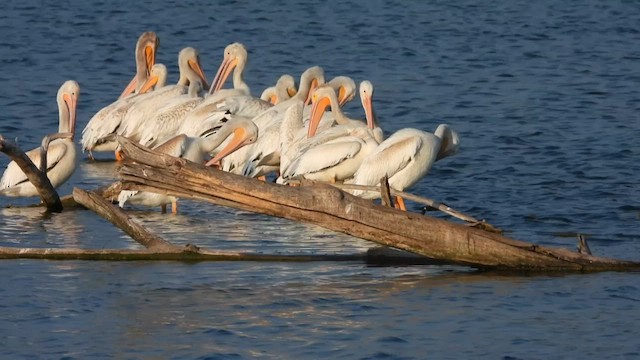 American White Pelican - ML640230370