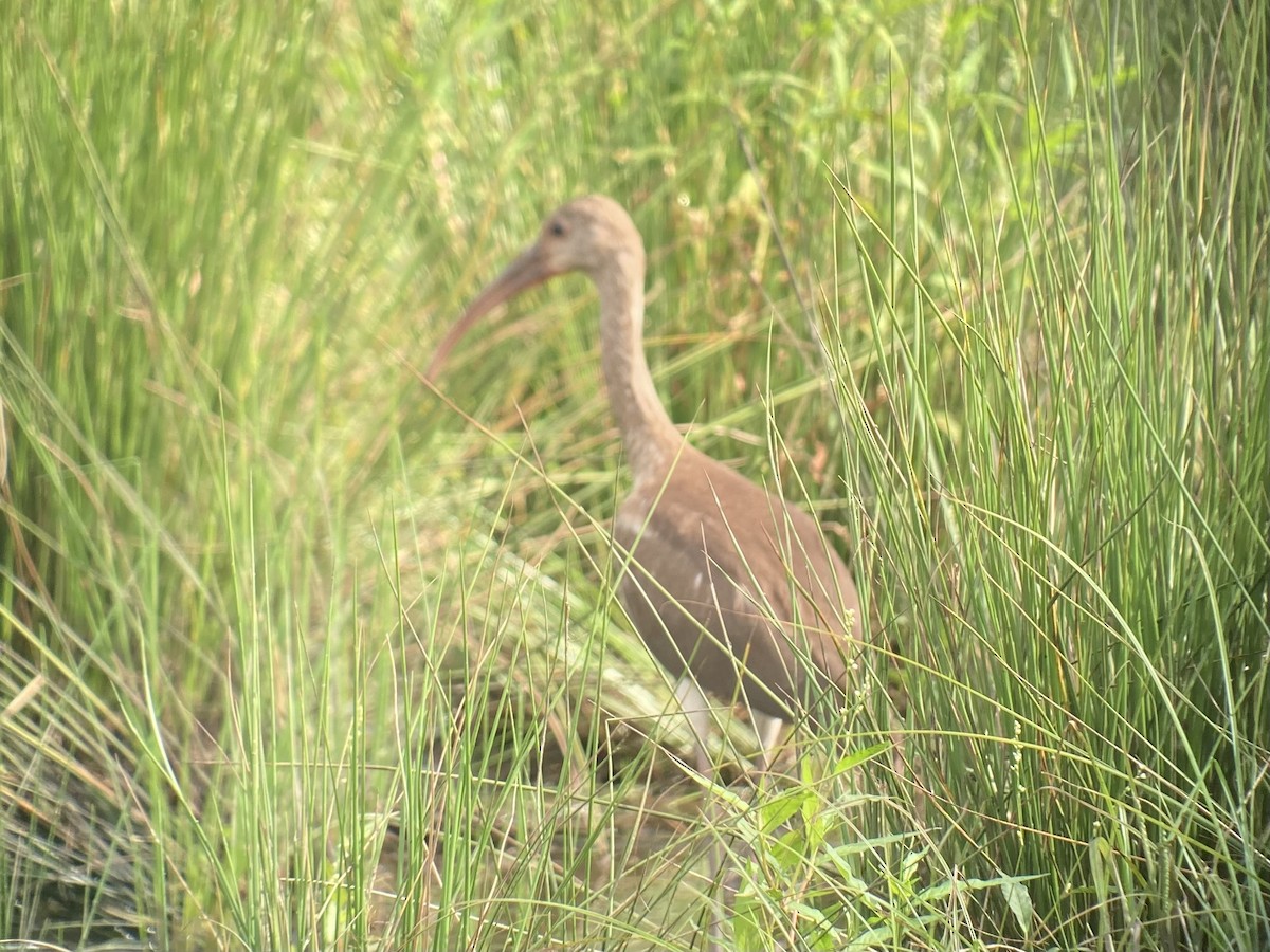 White Ibis - ML640230451