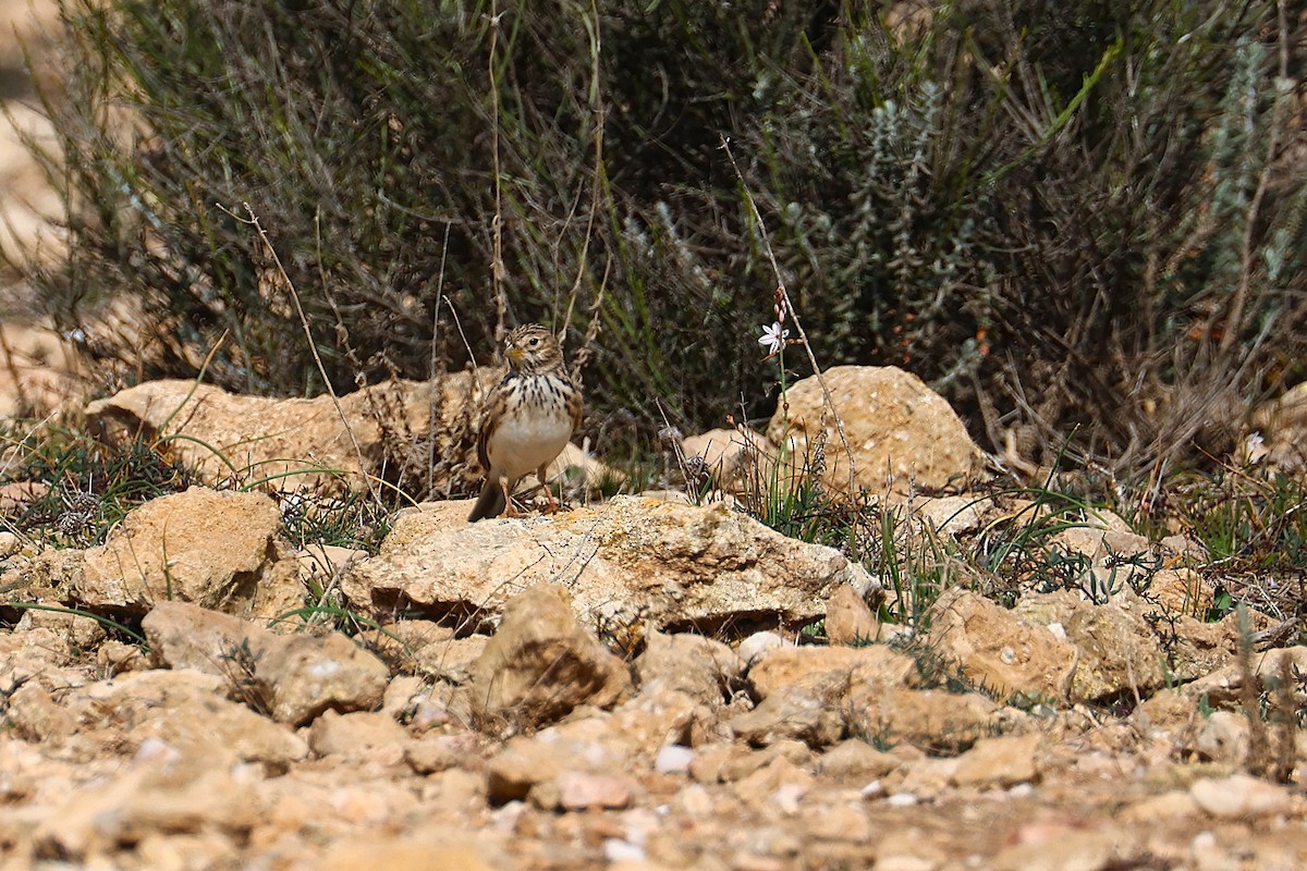 Mediterranean Short-toed Lark - ML640230520