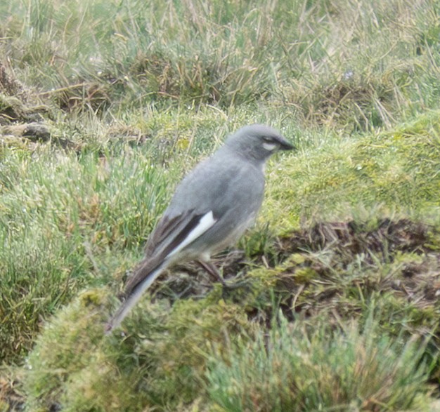 Idiopsar leucoptère - ML640230535