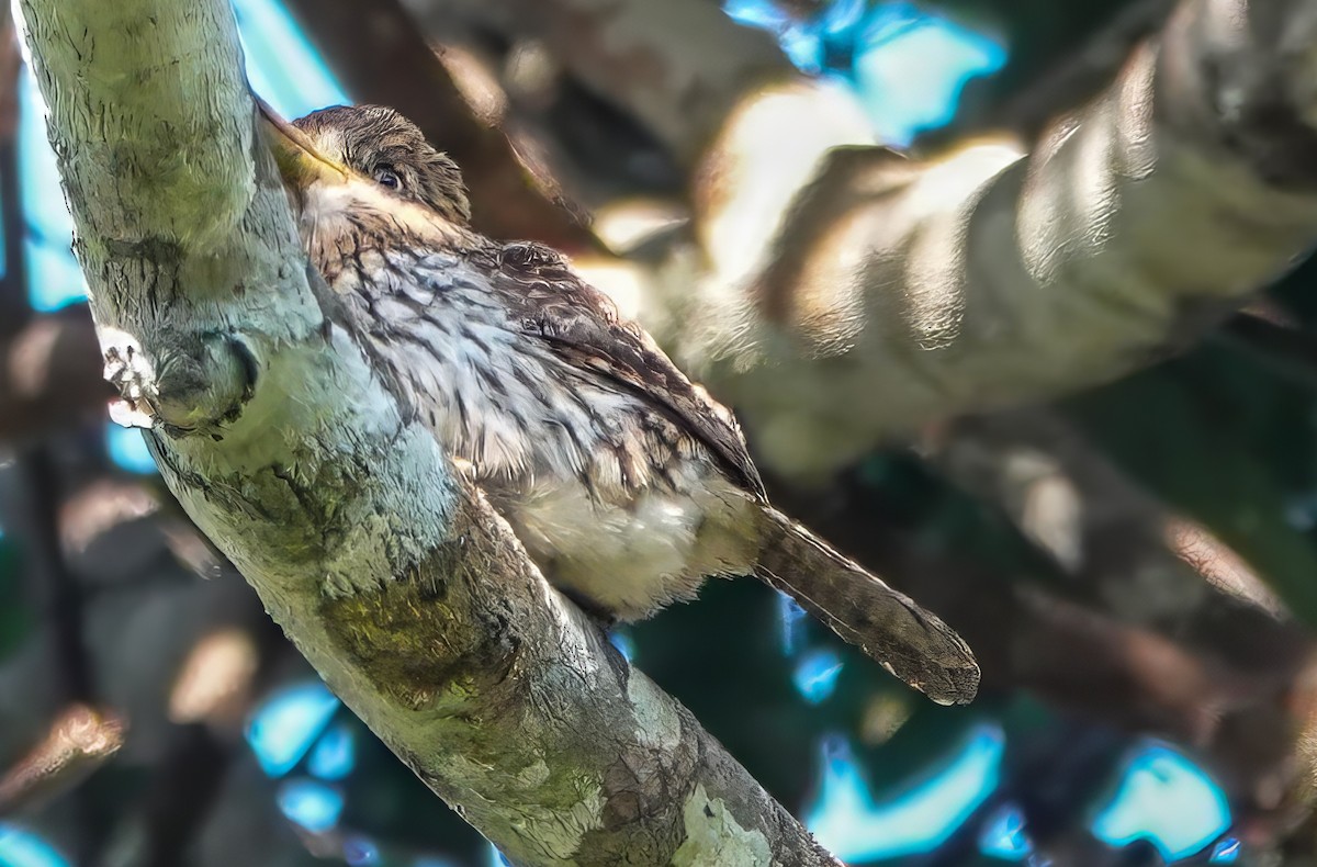 Eastern Striolated-Puffbird (Natterer's) - ML640230571