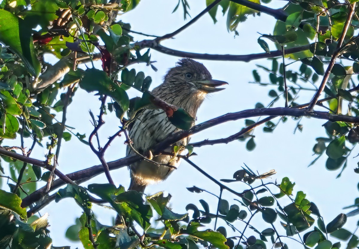 Eastern Striolated-Puffbird (Natterer's) - ML640230572