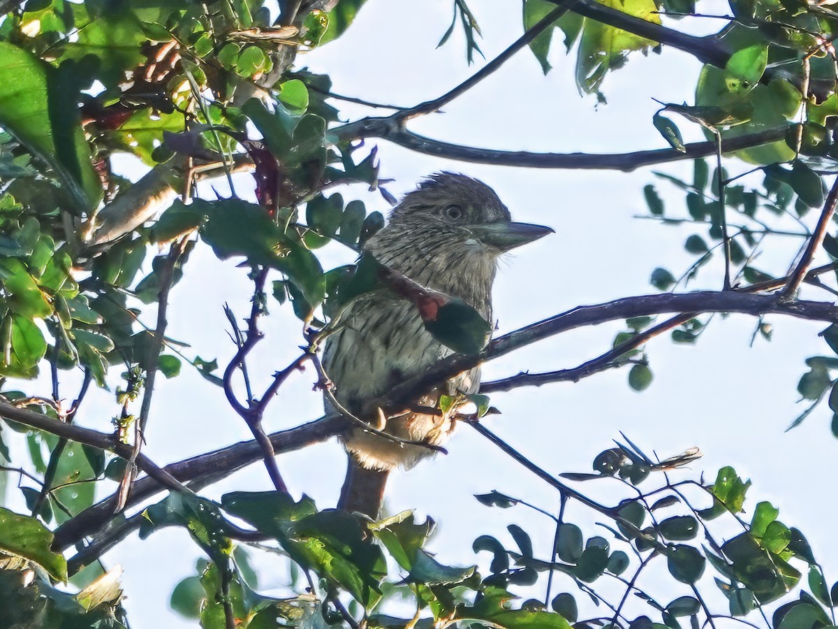 Eastern Striolated-Puffbird (Natterer's) - ML640230573