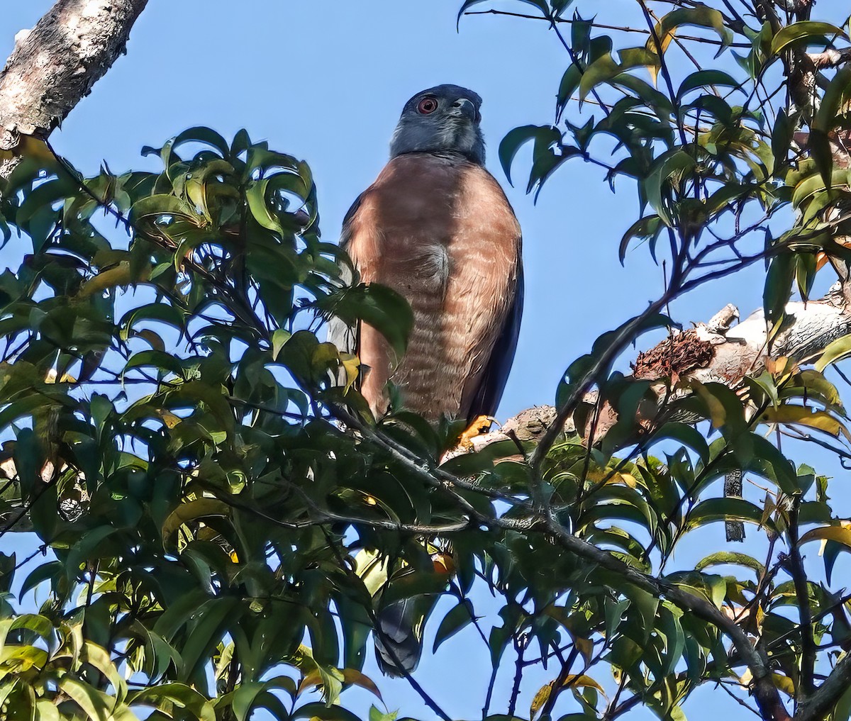 Double-toothed Kite - ML640230585