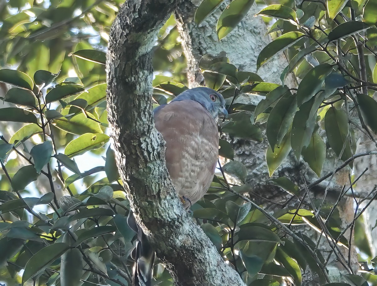 Double-toothed Kite - ML640230586