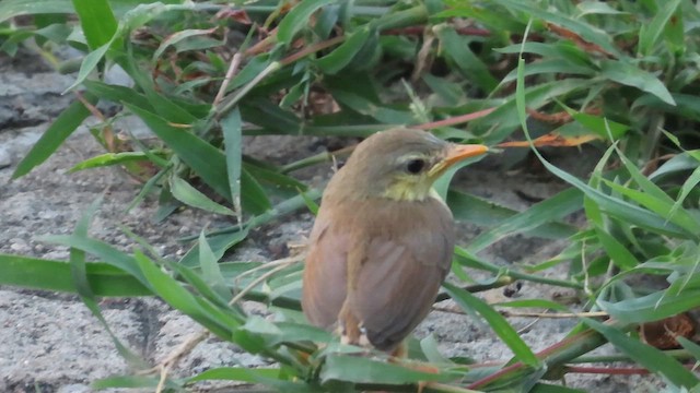 Ashy Prinia - ML640230594