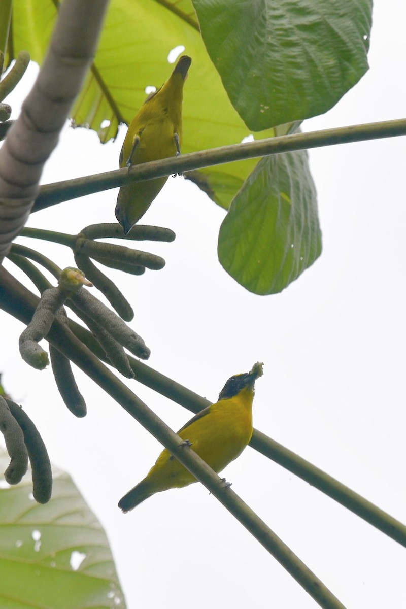 Thick-billed Euphonia - ML640230604