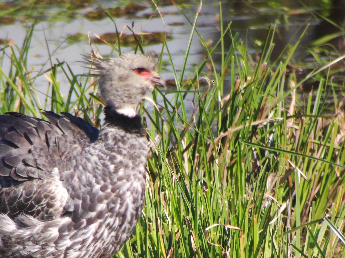 Southern Screamer - ML640230640