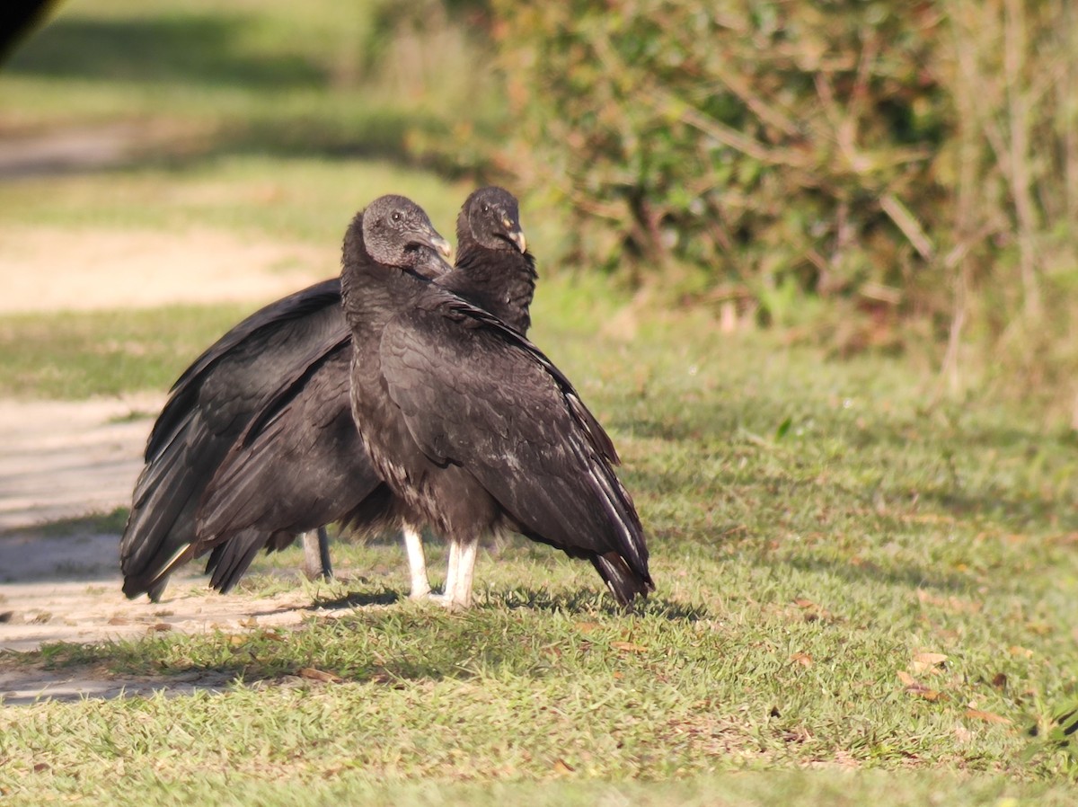 Black Vulture - ML640230662
