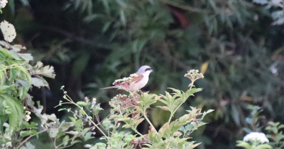 Red-backed Shrike - ML640230663