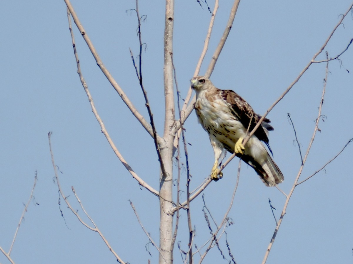 Poiana codarossa - ML640230698