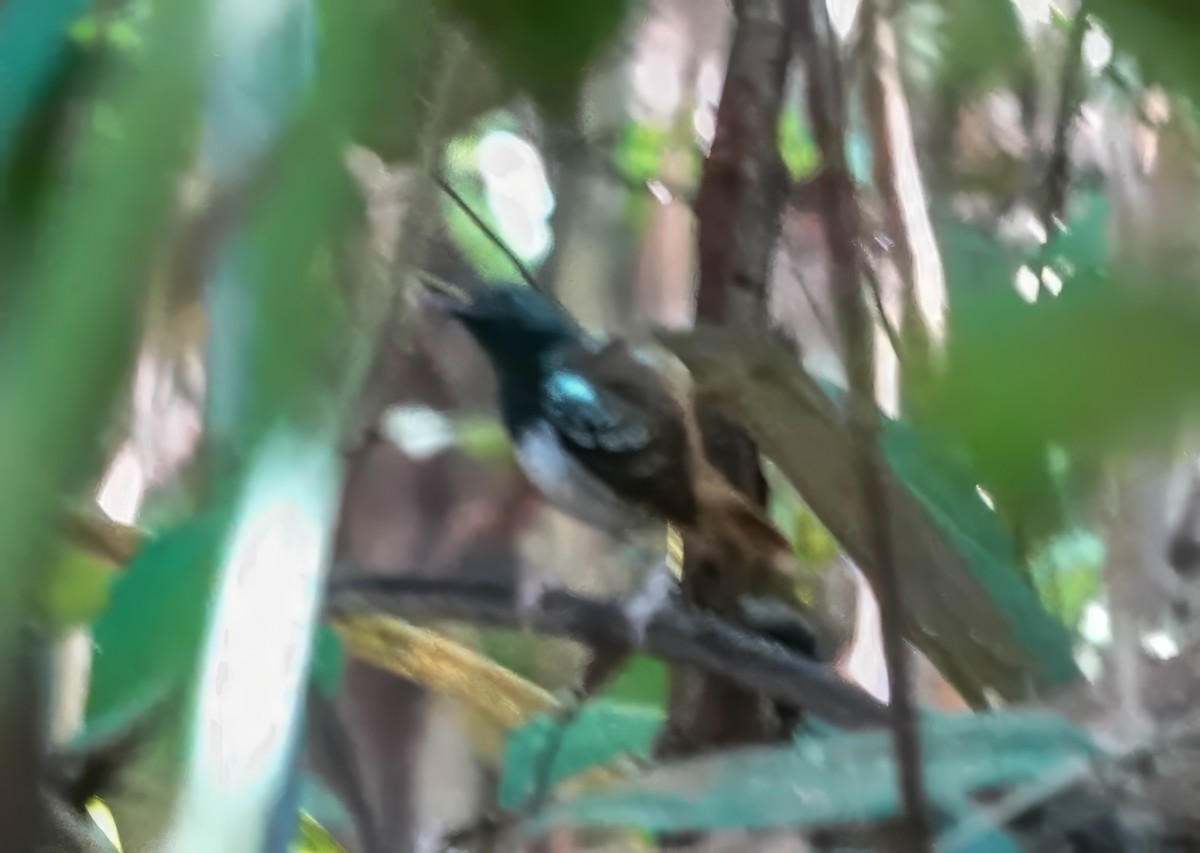 Chestnut-tailed Antbird - ML640230700