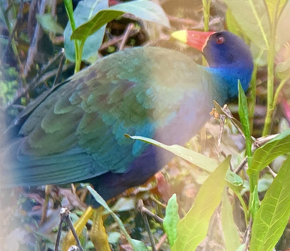 Purple Gallinule - ML640230719