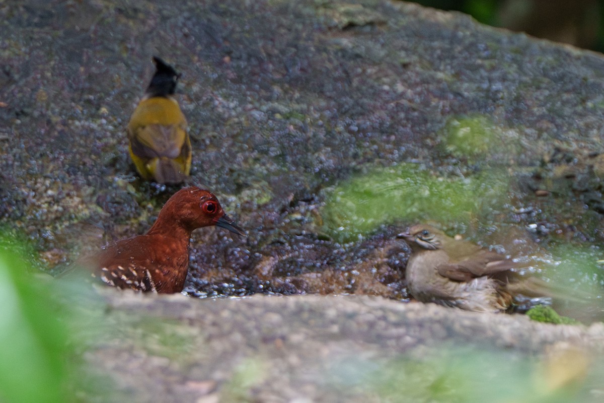Red-legged Crake - ML640230830