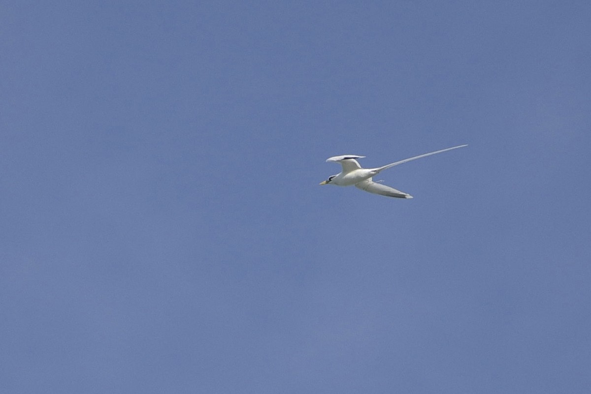White-tailed Tropicbird - ML640230833