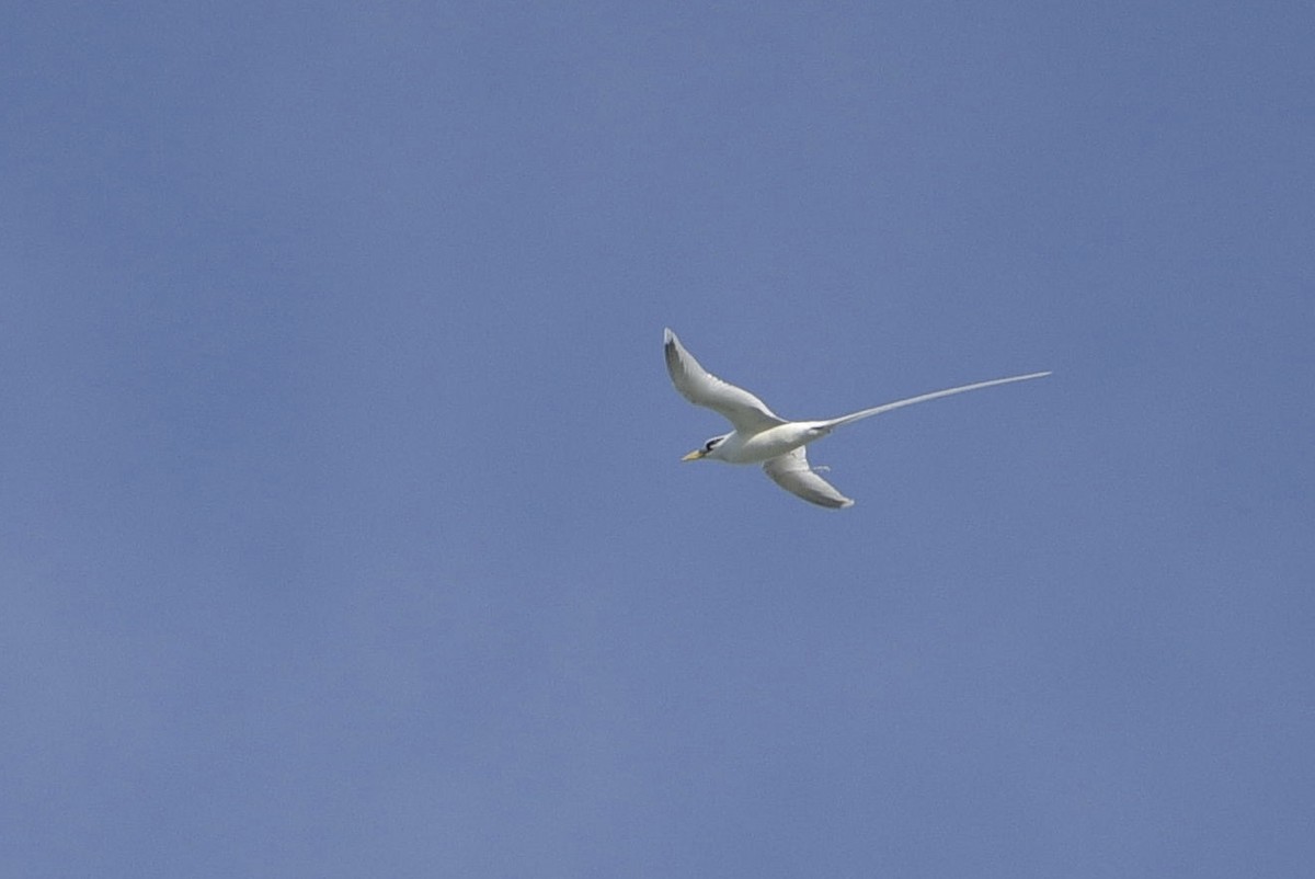 White-tailed Tropicbird - ML640230835
