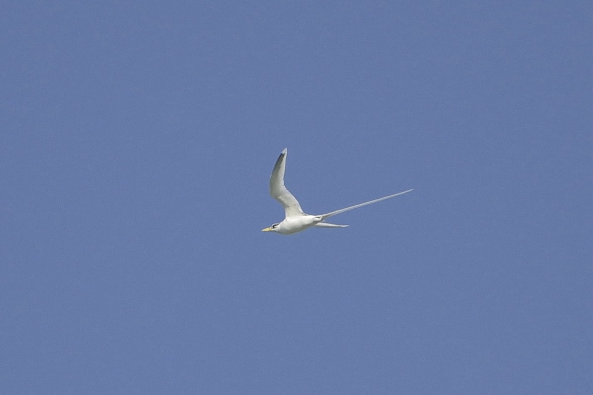 White-tailed Tropicbird - ML640230837