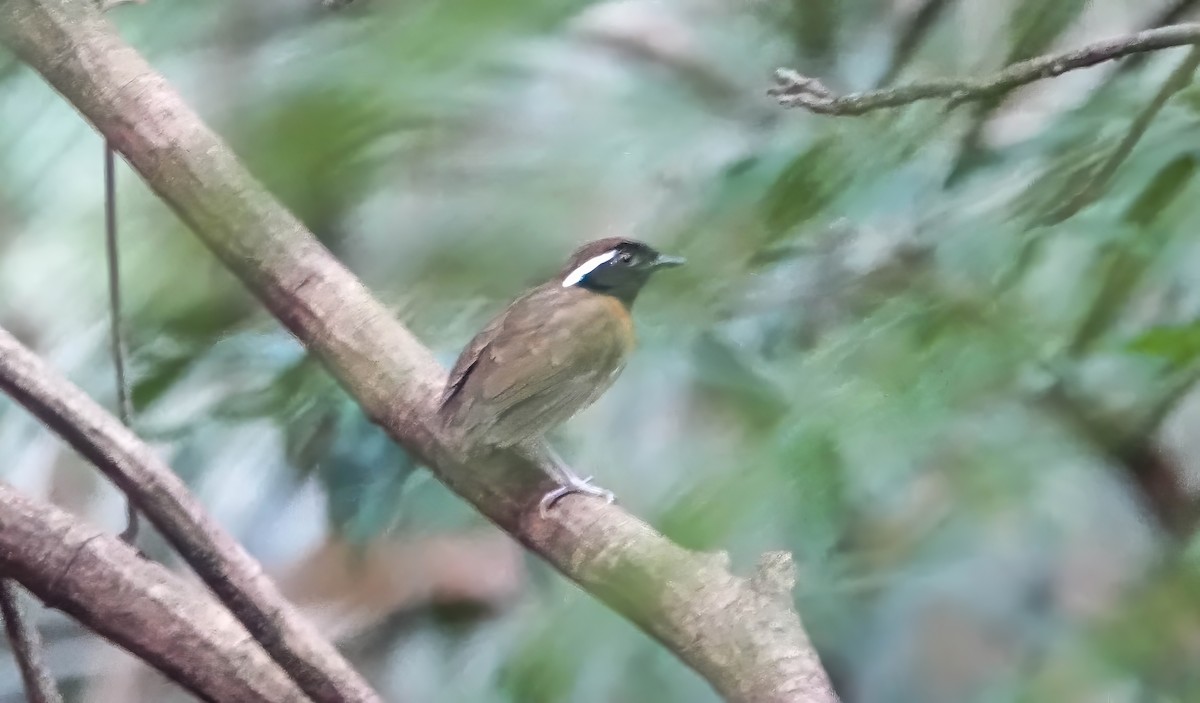 Chestnut-belted Gnateater - ML640230988